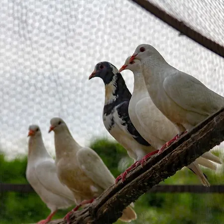 Giulia Apartman Avezzano