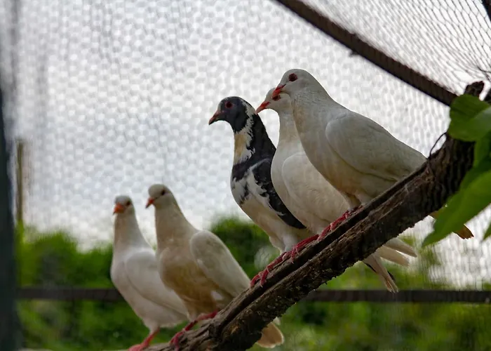 Giulia アパート アヴェッツァーノ